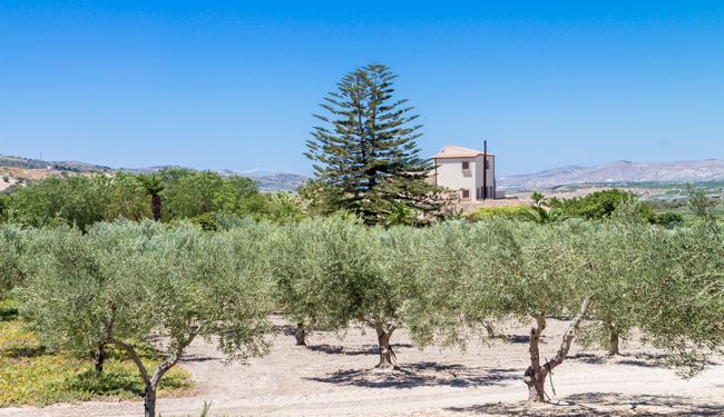 Belle vue sur les champs d’oliviers en Sicile