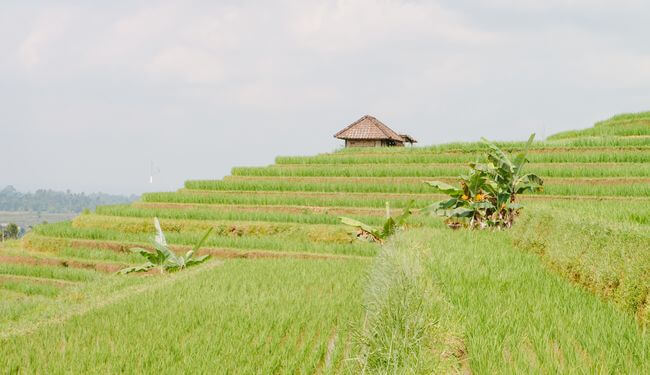 Voyage sur mesure Bali