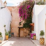 Bougainvilliers dans les ruelles de la Kasbah des Oudayas à Rabat